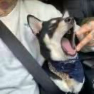 保卫森林熊大哥