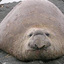 jamal the magical seal