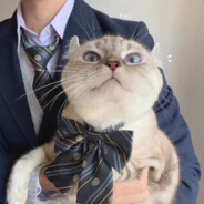 嗷嗷待哺小绵羊