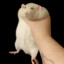 BitRat