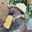 Çılgın Koala
