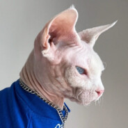 芝士猪柳帕尼尼pnn