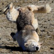 Derpwolf