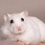 Hamster