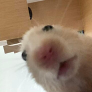 輸了屁眼贏了你又如何