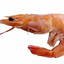 Shrimp