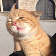 Богданлюбиткакиш