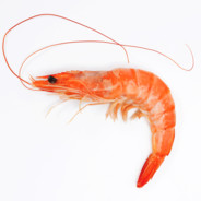 ShrIMP
