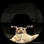 Cm_Carrasco