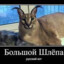 el_gato