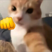 法国旁边的橙猫猫