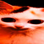 Dom