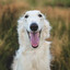 Borzoi Dog