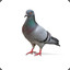 Pigeon