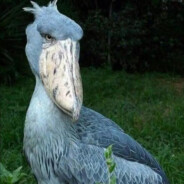 鸟大了什么穴都有