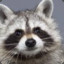 Happy_Raccoon