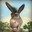 ✪ Donkey