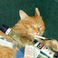 leopurrd