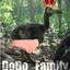 DoDo_KinG