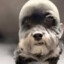 Chien Chauve