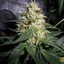 LemonHaze420