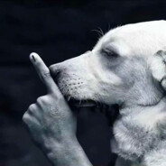 春日部野原见寻