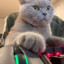 GAMING CAT VIDEO GAME