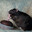 evil rat