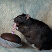 evil rat