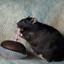 evil rat