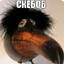 sceboб