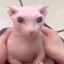 Bingus