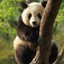 fat_panda