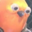 Pootis Bird