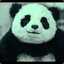 SilentPanda1864