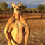 Kangaroo