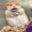 HamsterKaget