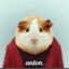 anton.