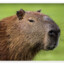 Capybara