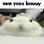 bnuuy