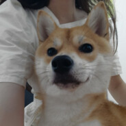 狗饼