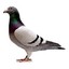 Concave Pigeon