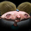 Arnolьd