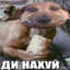 Epiztaz
