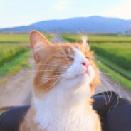 猫界の大統領