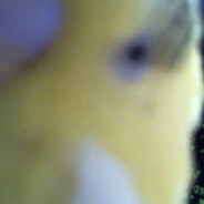 Himiodzio ♥no more♥