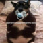 Cachorro chupetinha (filho dele)