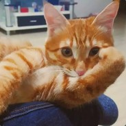 爱学习的美狗子