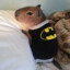 BATMAN CAPYBARA