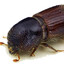 Ips Typographus